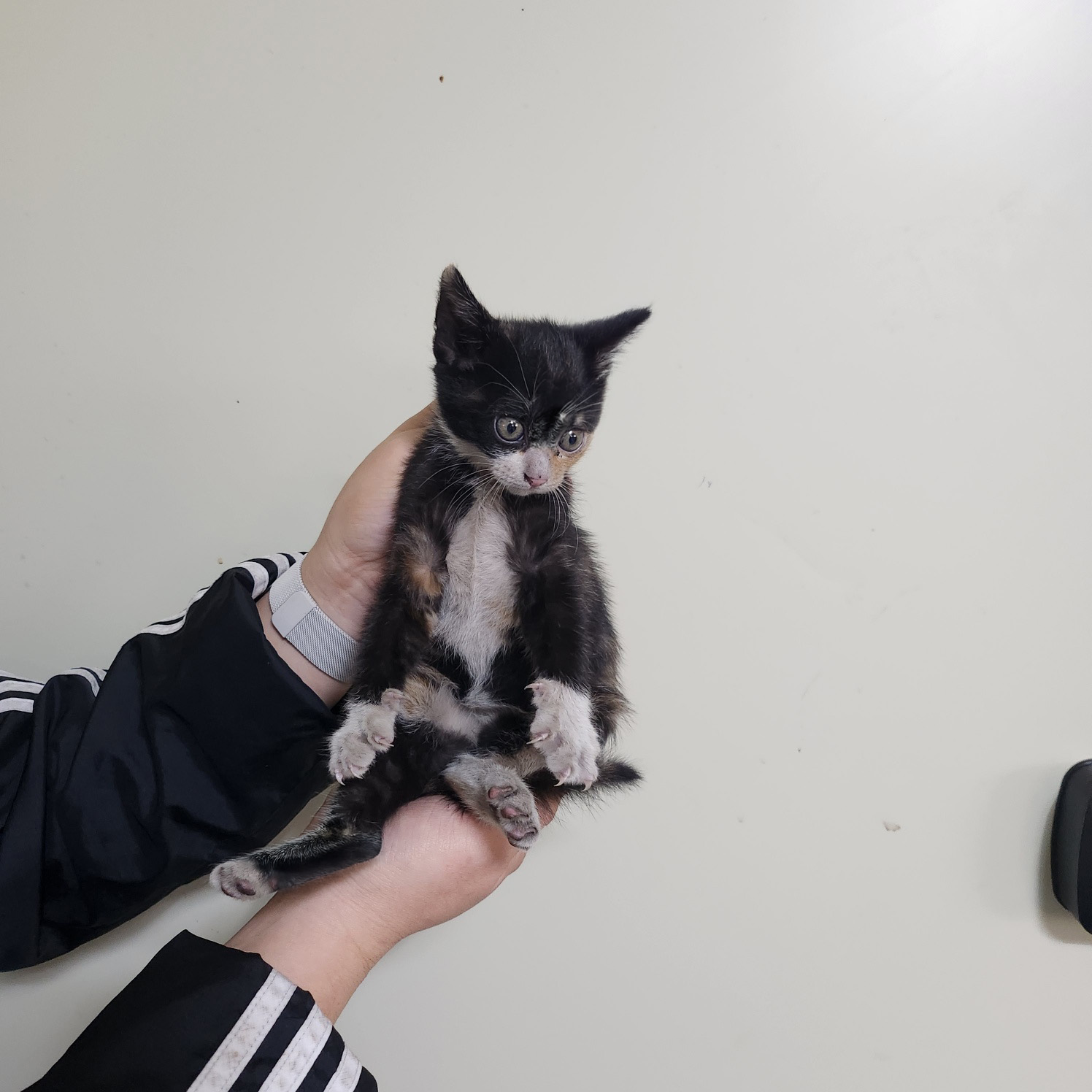 부산동물보호센터_426325202500028